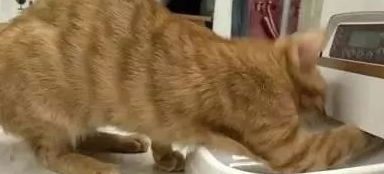 买自动喂食器后 橘猫把喂食器都要抠坏啦 主人:你胃是无底洞吗(图2)
