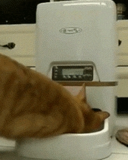 买自动喂食器后 橘猫把喂食器都要抠坏啦 主人:你胃是无底洞吗(图4)