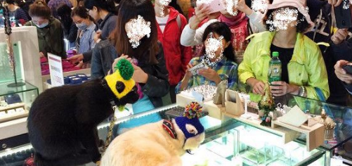 黑猫跟主人买早餐隔壁阿嬷问:是不是导盲犬?(图2)