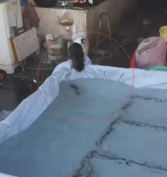 猫咪在菜市场偷鱼被老板抓着后 猫咪:不放 我就不放(图1)