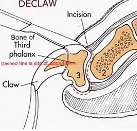 饲主为眼前小利方便 竟将猫留在医院去爪!这血淋林的知识你不得敢问(图1)