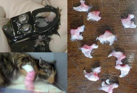 饲主为眼前小利方便 竟将猫留在医院去爪!这血淋林的知识你不得敢问(图2)