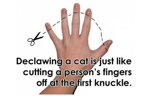 饲主为眼前小利方便 竟将猫留在医院去爪!这血淋林的知识你不得敢问(图4)