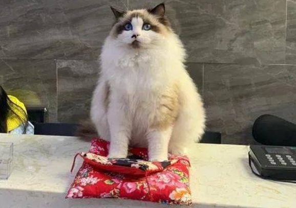 华贵布偶猫 被摆门口当招财猫用 店主:它在打工吧还债(图2)