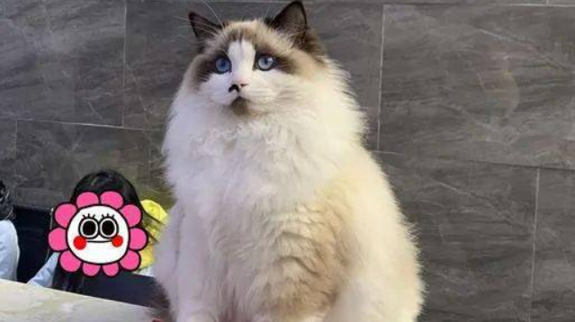 华贵布偶猫 被摆门口当招财猫用 店主:它在打工吧还债(图4)