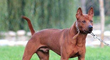 澳大利亚一只猎犬为救小猫险命丧火灾中(图1)