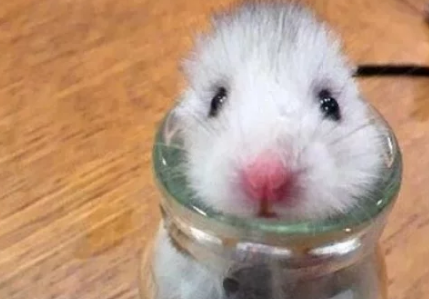 继猫咪之后 又才发现了一只液体宠物 化为鼠饼的仓鼠太可爱了!(图1)