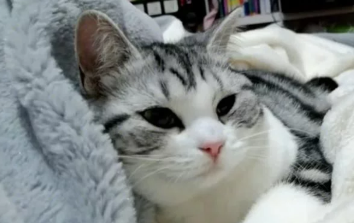 猫咪在洗澡吗忽然抽动死亡地 女子索赔5000元:1小时40分尖叫为么还洗(图1)