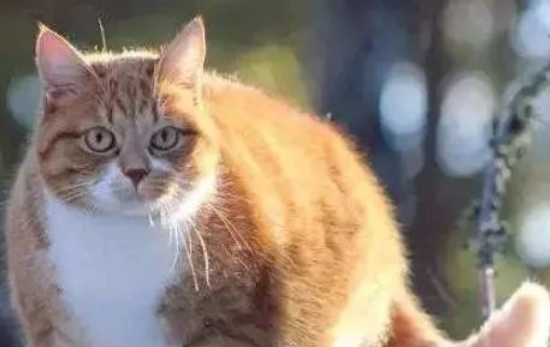 上偶一只橘猫 见到它怀里抱的家伙 众人笑哭啊(图1)