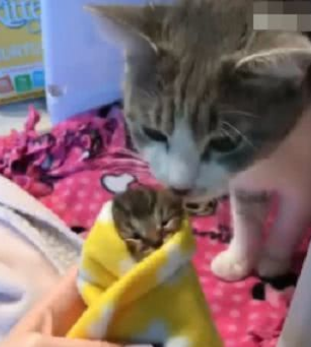 猫妈以为小奶猫不见了 当主人掏出小猫时 猫妈的反应太很暖心(图1)
