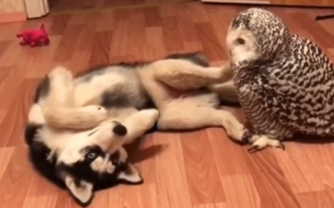 哈士奇趁猫头鹰不留意亲了它一口 主人狂吼:傻狗 应该不能亲!(图1)