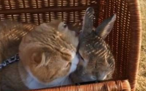 猫兔之友情细心周到猫咪温柔陪在身边兔兔(图1)