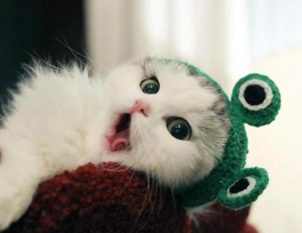 养猫人的烦恼:今年的春节 我不想要带猫咪回家来了 你们呢?(图1)