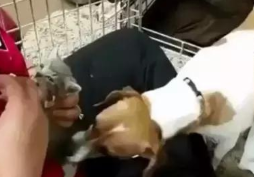 狗狗养了窝小奶猫 还又不能给接种疫苗 就想要明白你是不是你外边有猫了(图1)