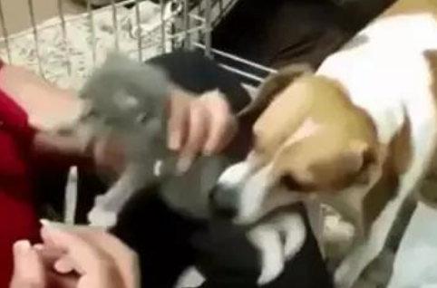 狗狗养了窝小奶猫 还又不能给接种疫苗 就想要明白你是不是你外边有猫了(图2)