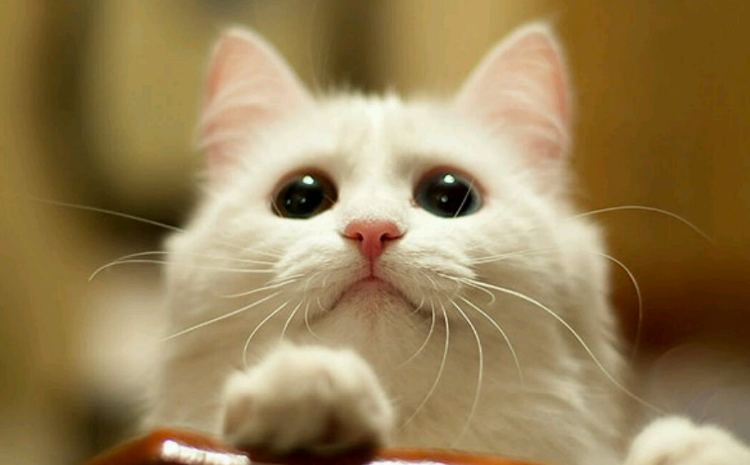 养狗撸猫直接进入智能时代:中国人均价格单只宠物年消费6653元(图1)