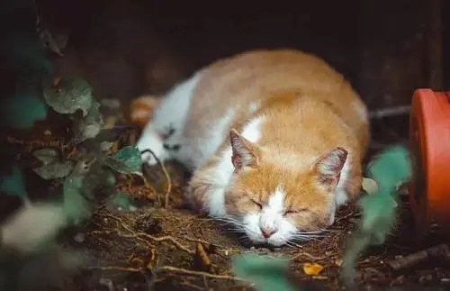 母猫拒绝小伙善意 却没能都带走小猫 天天去小伙家算计 反而被救(图1)