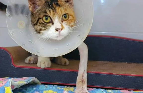 三条腿的流浪猫 卸下防备向路人求帮助 皆因它是个妈妈(图1)