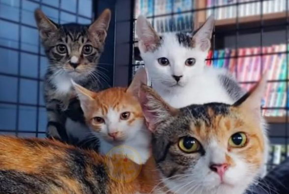 三条腿的流浪猫 卸下防备向路人求帮助 皆因它是个妈妈(图2)