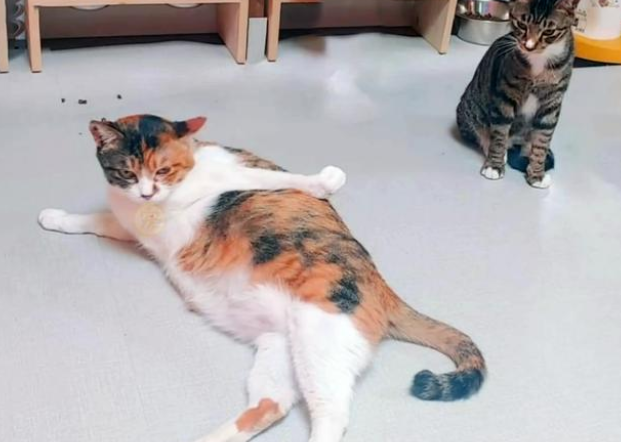 三条腿的流浪猫 卸下防备向路人求帮助 皆因它是个妈妈(图3)