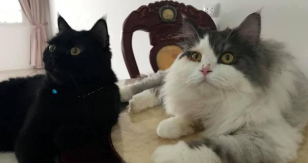 一年前喂过的小公猫 竟全家出动找上门:喂过我就要专门负责!(图2)