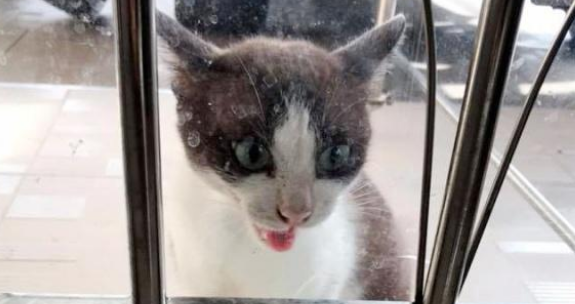 一年前喂过的小公猫 竟全家出动找上门:喂过我就要专门负责!(图4)