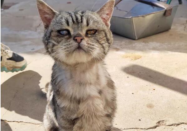 上门请乞讨的流浪猫 懂事听话得让人心疼(图1)