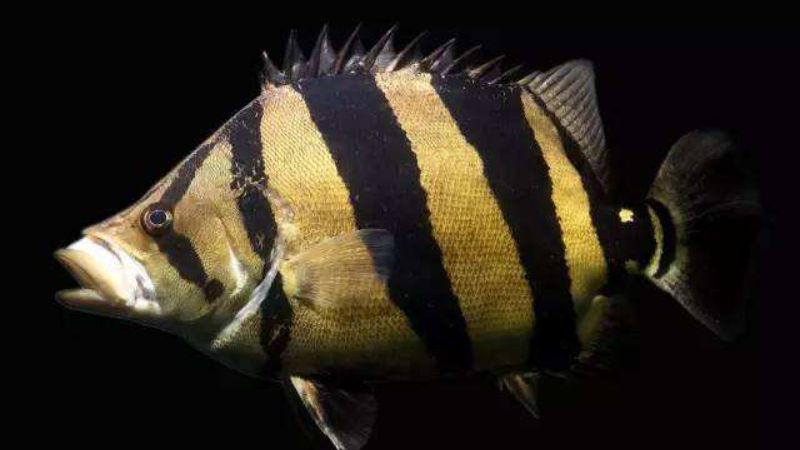 虎鱼蹭缸这是怎么回事(图1)