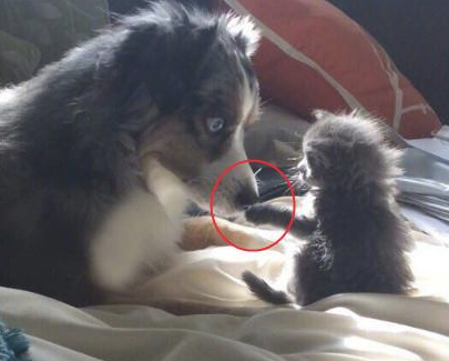 抱了只小奶猫回家去 狗狗察觉到后 它的个人行为非常令人羡慕羡慕(图3)