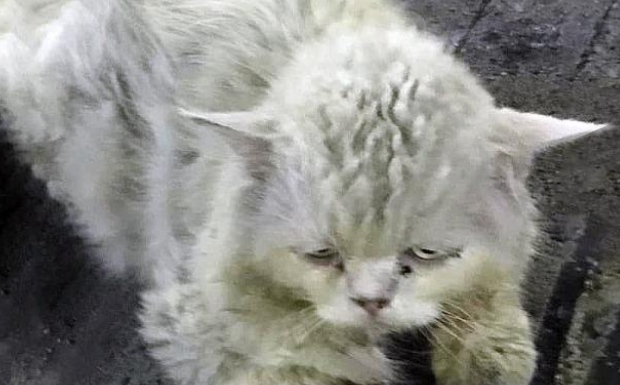 脏兮兮的流浪人老猫 不高兴的眼神让人想哭 被救半年后颜值判若两猫(图1)