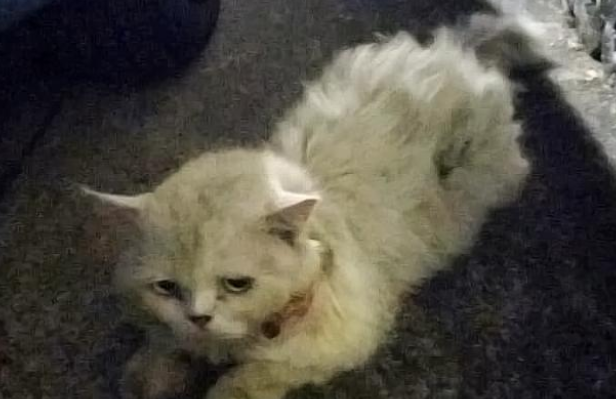 脏兮兮的流浪人老猫 不高兴的眼神让人想哭 被救半年后颜值判若两猫(图2)