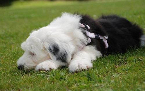 幼犬脚爪回弯能自愈吗(图1)