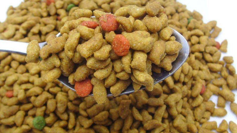 全票价猫粮是什么东西意思(图1)