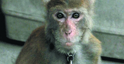 一只猴子抢猫崽当宠物养猫妈妈和它打了好几架没能抢回(图1)