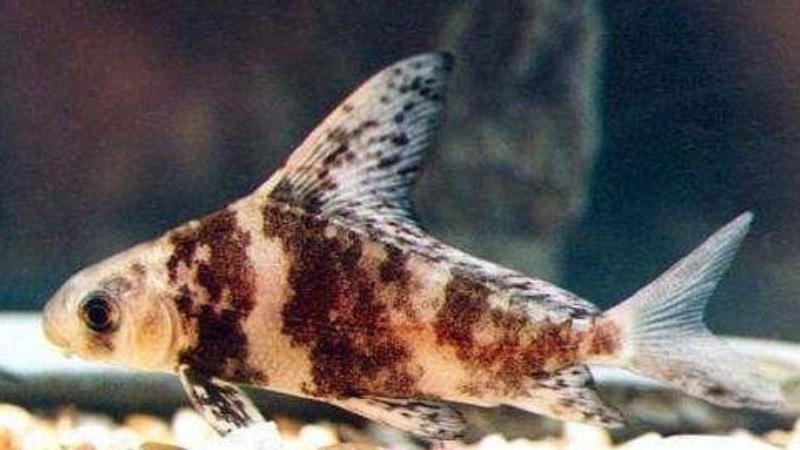 一帆顺风鱼是清洁工吗(图1)