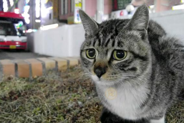 谁说猫咪不忠心耿耿?宠物猫被弃养后 原地守侯数天 等主人接它回家来(图1)