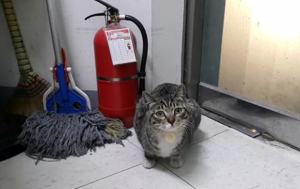 谁说猫咪不忠心耿耿?宠物猫被弃养后 原地守侯数天 等主人接它回家来(图2)