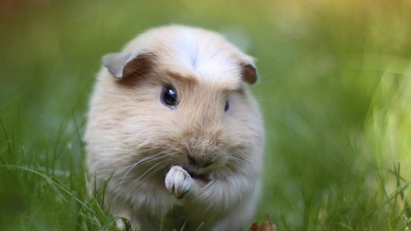 怎莫选荷兰猪(图1)