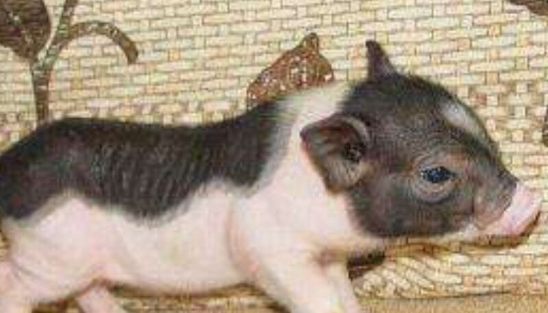 麝香猪和泰国小香猪的区别是什么(图1)