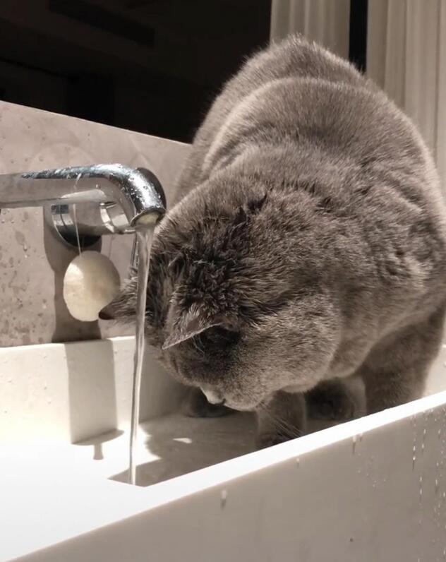 下班到家一直找不到猫咪 轻轻推开卫生间门看那 主人瞬息间笑到颤抖!(图1)