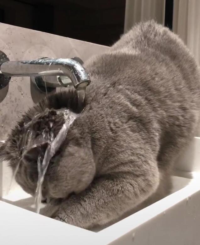 下班到家一直找不到猫咪 轻轻推开卫生间门看那 主人瞬息间笑到颤抖!(图3)