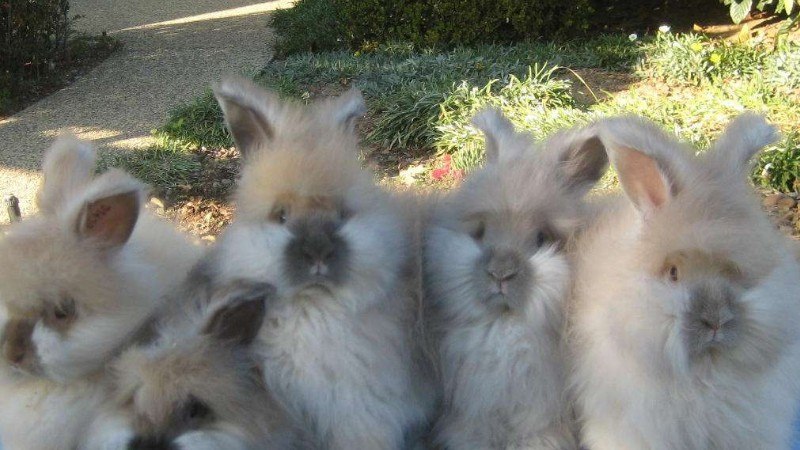 安哥拉兔一胎几只(图1)