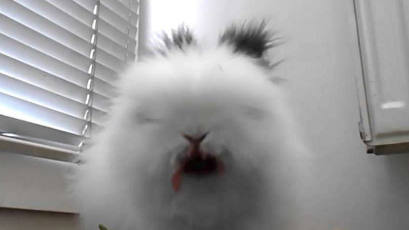 巨形安哥拉兔吃萝卜吗(图1)