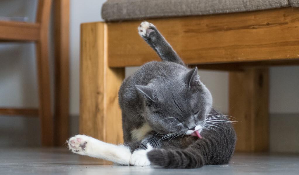 猫也要近来定时清理毛发 “永久性脱毛季”到底多难捱?(图1)