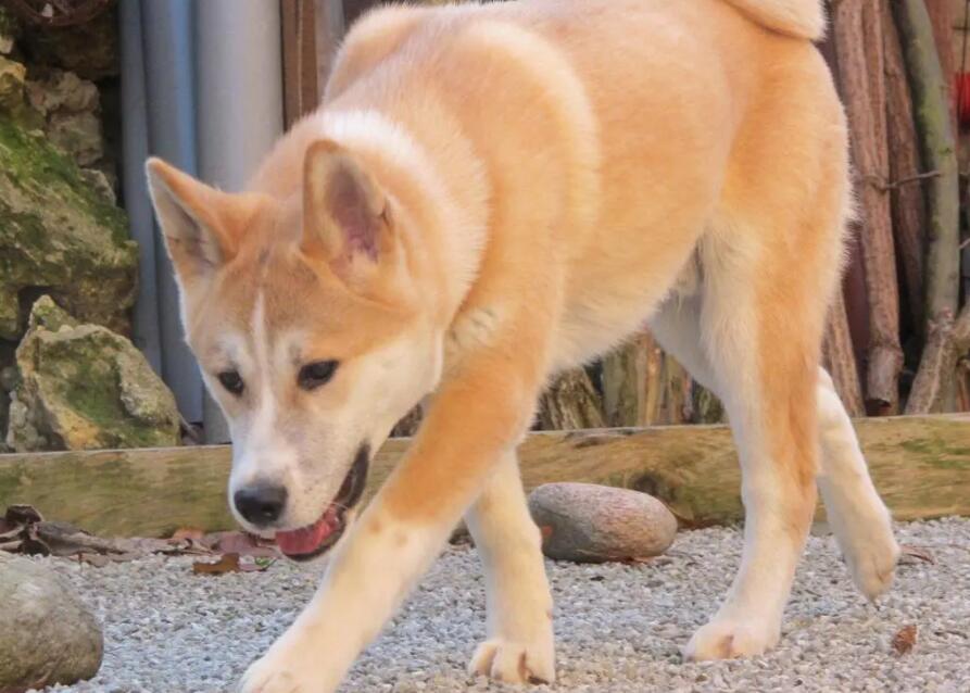 窝里横 表面怂的五种狗狗 你家里养过吗?(图1)