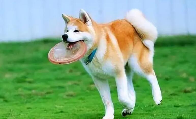 窝里横 表面怂的五种狗狗 你家里养过吗?(图2)