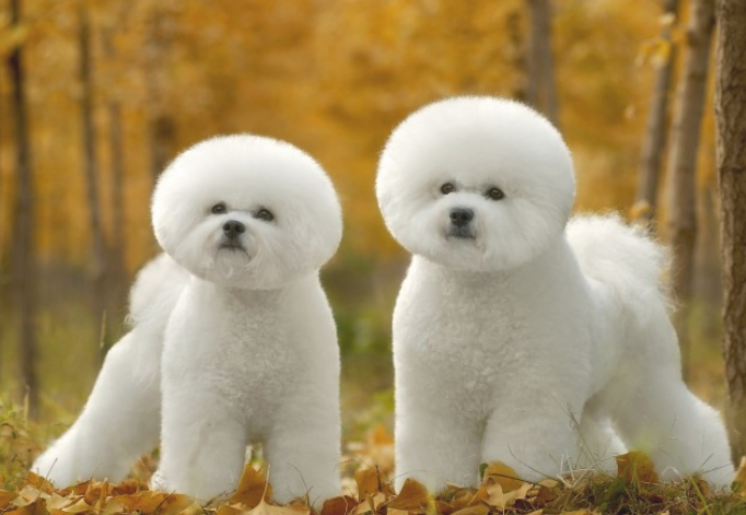 小狗身负重伤后 该怎么一次性处理呢?(图1)