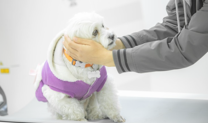 小狗身负重伤后 该怎么一次性处理呢?(图2)