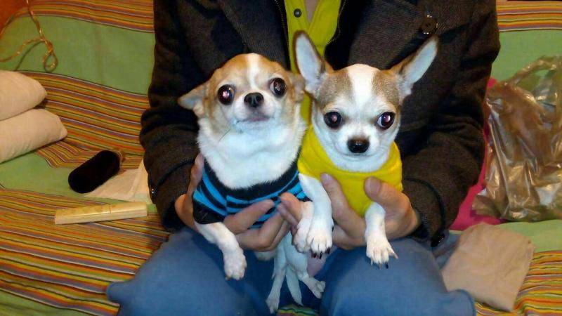 吉娃娃咬人不？关键那就要看训练(图2)