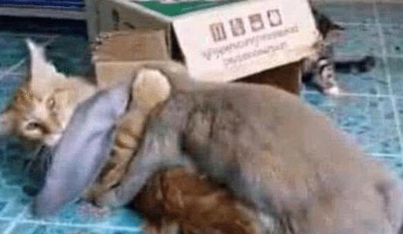 女主睡得正香,半夜听见猫咪的惨叫声,开灯后眼前的一幕让人笑翻(图2)